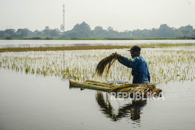 Sawah terendam banjir (Ilustrasi)