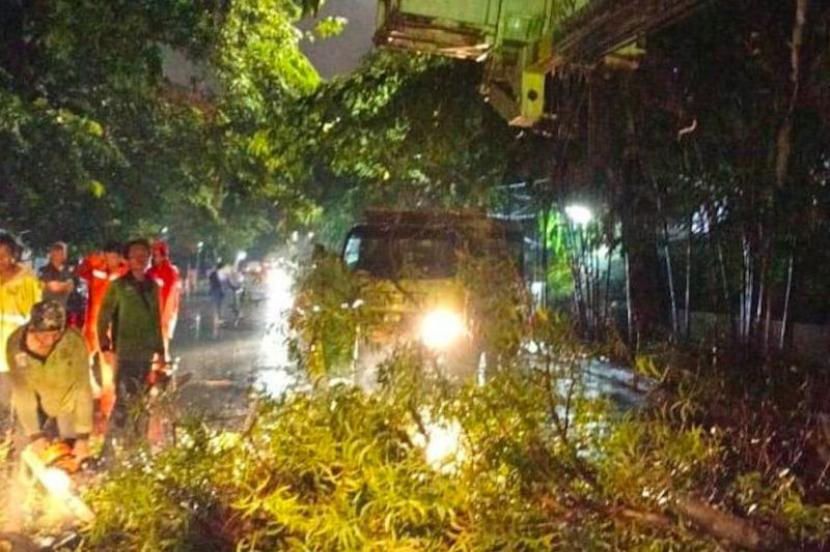 Pemprov DKI ganti pohon tua dengan pohon sesuai lingkungan perkotaan.