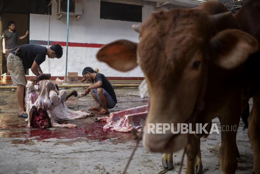 Panitia memotong daging sapi kurban (ilustrasi). Dinas Peternakan (Disnak) Aceh menurunkan tim pengawasan pemotongan hewan kurban Idul Adha1443 H sebagai upaya mencegah penyebaran penyakit mulut dan kuku (PMK).