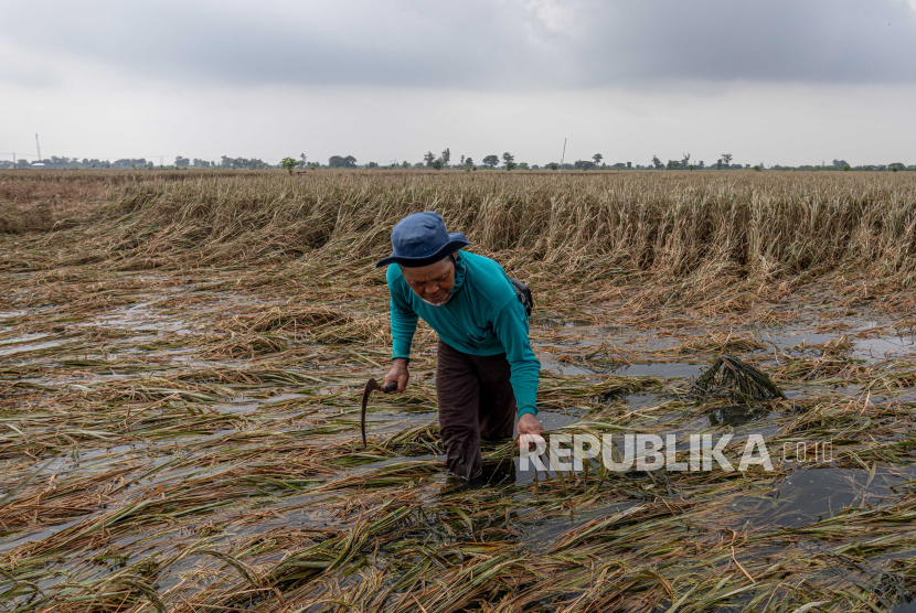 Seorang petani, Mustari (61) memeriksa tanaman padi di lahan persawahan miliknya setelah terendam banjir lebih dari sepuluh hari di Desa Cangkring B Kecamatan Karanganyar, Kabupaten Demak, Jawa Tengah, Jumat (23/2/2024). Menurut data yang dihimpun Posko Terpadu Penanganan Darurat Bencana Banjir Demak per Jumat (23/2) pukul 12:00 WIB, banjir menggenangi 3.427 hektare lahan persawahan dan mengakibatkan 1.975 hektare tanaman padi puso atau gagal panen.