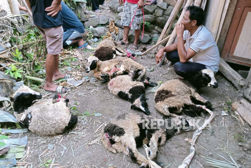 Ternak kambing milik warga di Kabupaten Kuningan, Jawa Barat, dilaporkan diserang kawanan anjing liar.