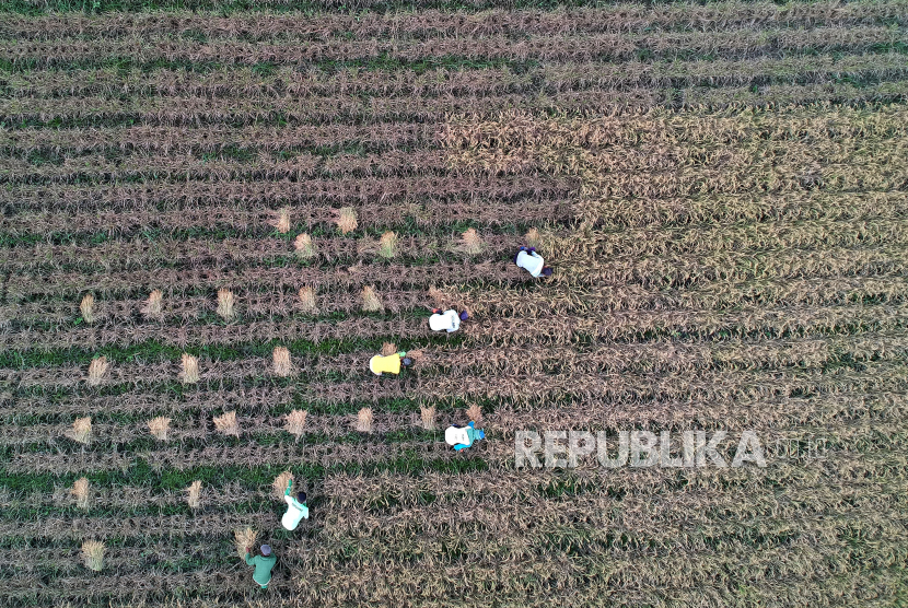 Sejumlah pekerja memanen padi di area persawahan Desa Hutabohu, Kabupaten Gorontalo, Gorontalo. 