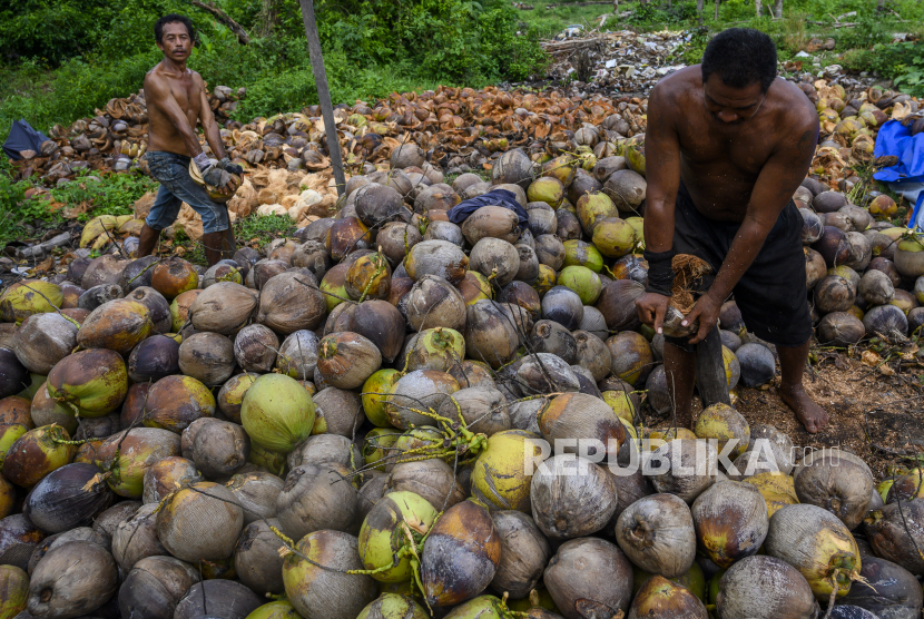 Petani memisahkan sabut dengan buah kelapanya di Desa Wisolo, Kabupaten Sigi, Sulawesi Tengah, Sabtu (16/5/2020). Industri kelapa di dalam negeri kekurangan bahan baku karena kelapa bulat banyak diekspor, terutama ke China.