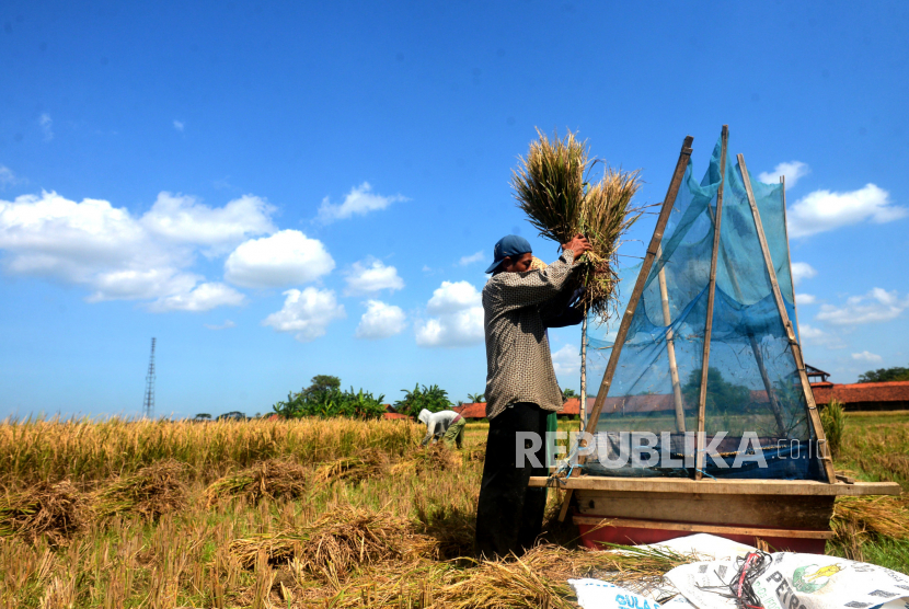 Petani memanen padi di lahan persawahan, Kebumen, Jawa Tengah, Senin (25/7/2022). Organisasi Pangan dan Pertanian (FAO) dan Institut Penelitian Padi Internasional (International Rice Research Institute/IRRI) mengakui sistem ketahanan pangan di Indonesia yang tangguh di tengah krisis pangan dan ketegangan geopolitik. 