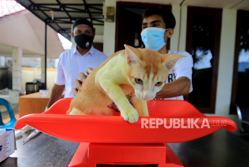 Petugas bersama warga menimbang seekor kucing peliharaan sebelum penyuntikan vaksin anti rabies. 