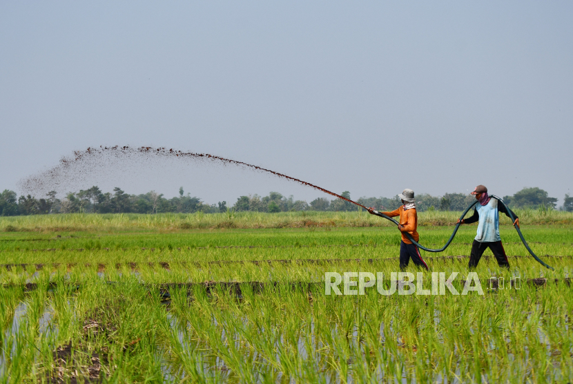 (ILUSTRASI) Sawah di Kota Madiun, Jawa Timur.