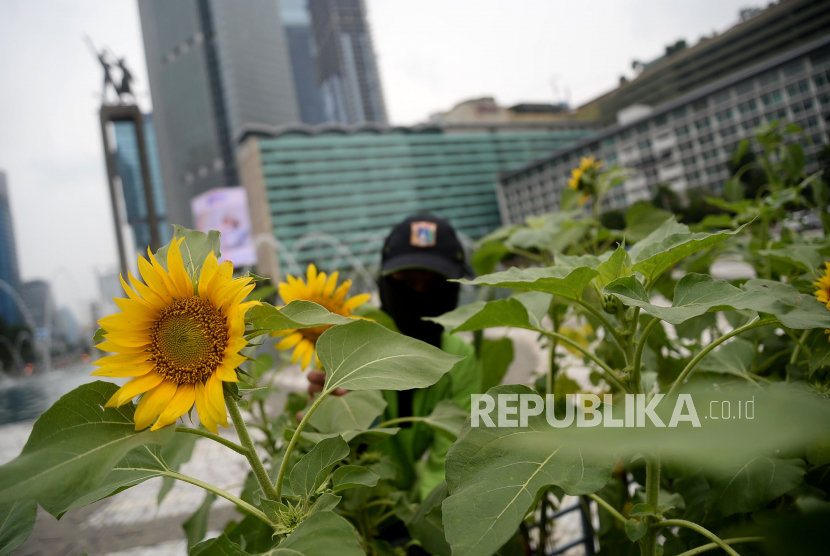 Hamparan Bunga Matahari Di Bundaran Hi Sambut Hut Dki Ke 494 Republika Online