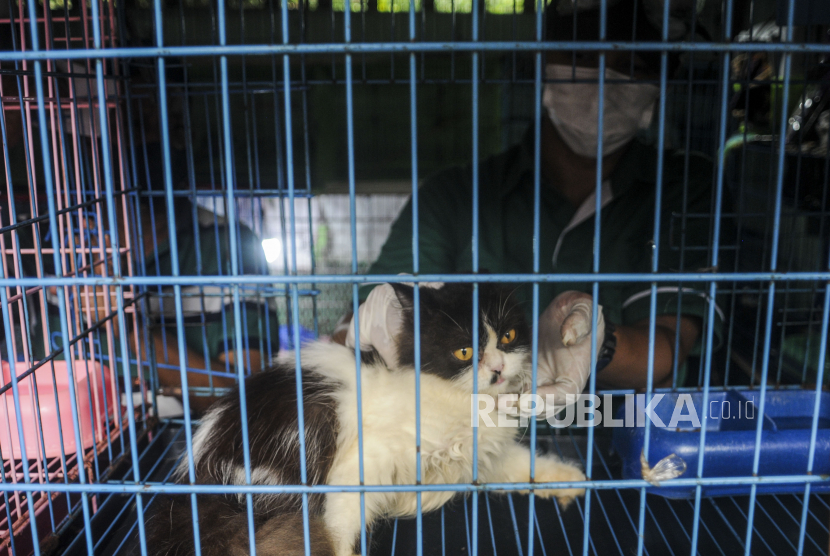 Petugas memeriksa kesehatan kucing yang dijual di Pasar Barito, Jakarta. Praktik jual beli kucing untuk dipelihara hingga kini masih lumrah terjadi. Bagaimana hukum jual beli kucing menurut syariat Islam? 