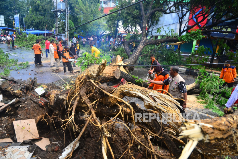 Pohon 10 meter tumbang di dekat pusat perbelanjaan Giant, Kota Bogor (Foto: ilustrasi pohon tumbang)