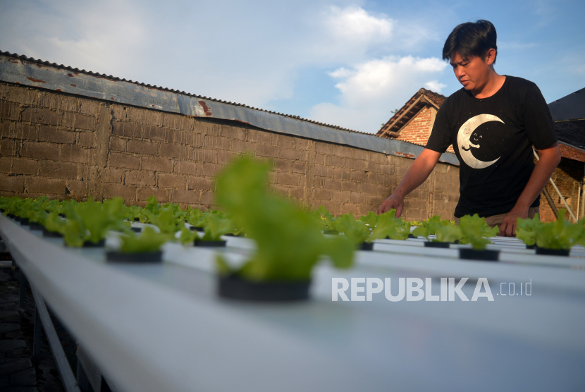 Kementerian Pertanian (Kementan) mengoptimalkan peran petani milenial dalam pengelolaan pertanian modern. (ilustrasi)