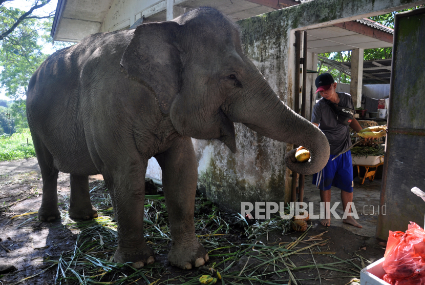 Petugas memberikan makanan kepada Gajah Sumatera bernama Siti (50 tahun) di Medan Zoo atau kebun binatang Medan, Sumatera Utara, Jumat (15/5/2020). Medan Zoo terus membuka program donasi bagi masyarakat yang ingin ikut serta dalam memenuhi kebutuhan pakan satwa selama pandemi COVID-19