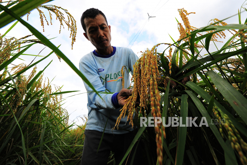 Padi (ilustrasi). Kementan memuji warga Kepri yang berhasil menanam padi di halaman rumahnya.