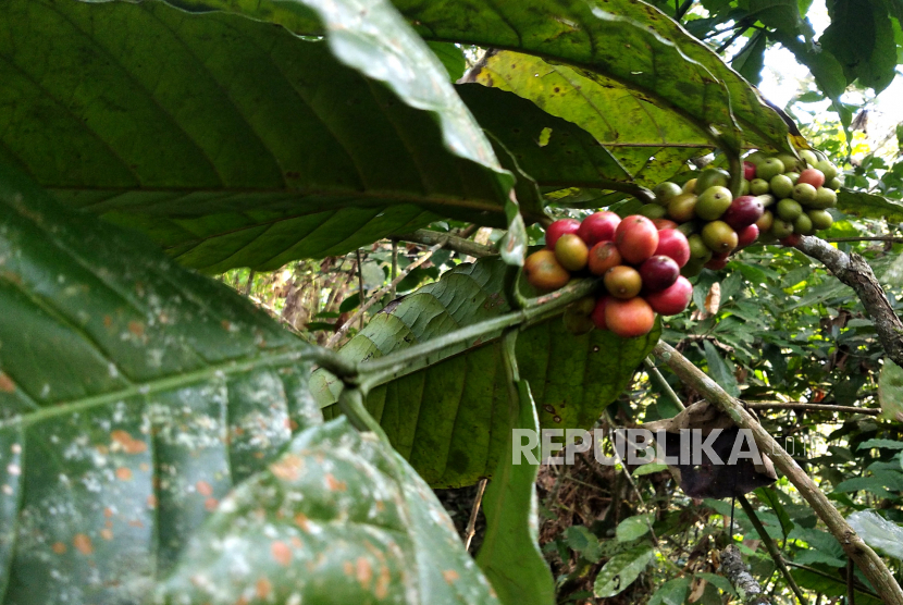 Warga memanen kopi robusta, (ilustrasi).