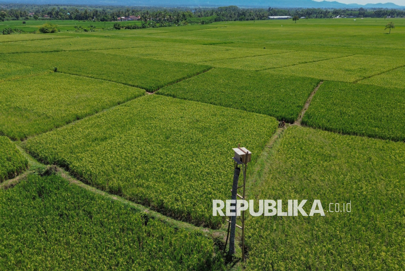 Foto udara rumah burung hantu yang dibangun di area lahan pertanian padi Desa Purwosono, Kecamatan Sumbersuko, Lumajang, Jawa Timur, Rabu (30/4/2025).
