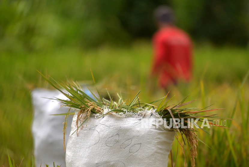 Hasil panen padi secara tradisional oleh petani di persawahan kawasan Minggir, Sleman, Yogyakarta.