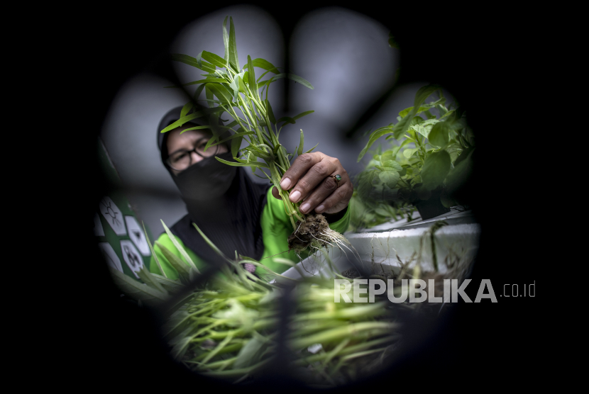 Warga memanen sayuran kangkung di kawasan Tebet, Jakarta, Rabu (22/12/2021). Kementerian Pertanian mendorong gerakan mewujudkan ketahanan pangan nasional melalui program pekarangan pangan lestari (P2L).