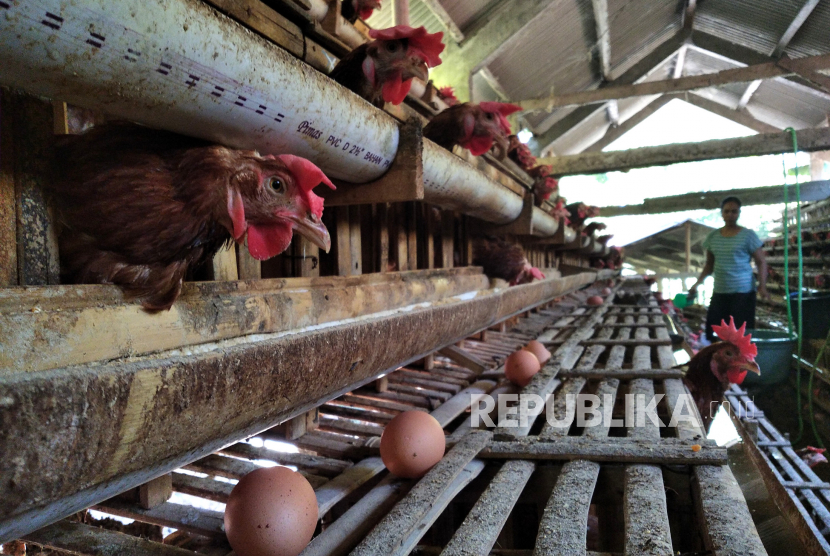 Peternak mengambil telur ayam negeri di Kulonprogo, Yogyakarta. Kementan merekomendasikan peternak mengikuti pola kemitraan usaha.