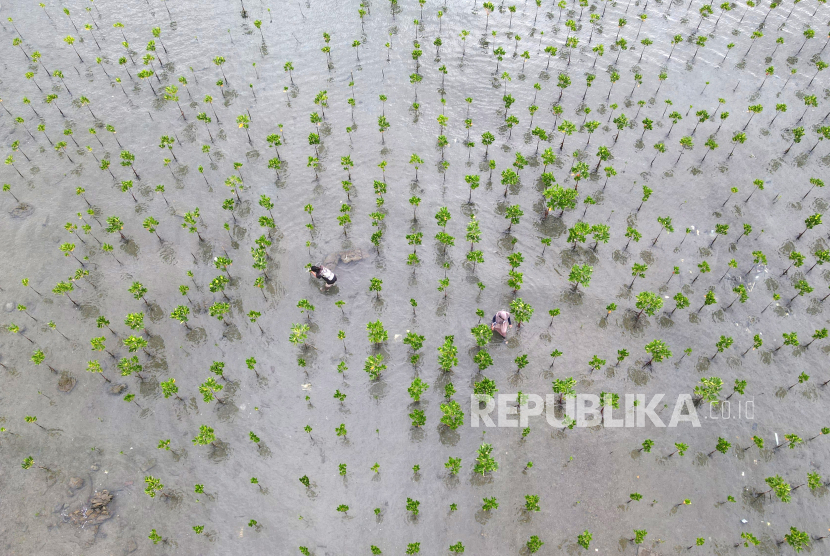 PKT melakukan penanaman 1.500 bibit mangrove di area konservasi mangrove Telok Bangko, Kelurahan Loktuan Bontang Utara, Kalimantan Timur. (ilustrasi)