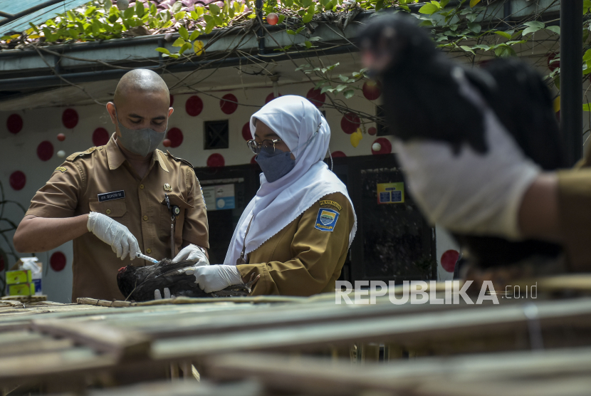 Petugas Dinas Ketahanan Pangan dan Pertanian (DKPP) Kota Bandung menyuntikkan vaksin kombinasi ND+AI Inaktif kepada ayam di Kantor DKPP Kota Bandung, Jalan Arjuna, Kota Bandung, Jawa Barat, Senin (6/3/2023). DKPP Kota Bandung memberikan vitamin dan melakukan vaksinasi terhadap unggas milik kelompok peternak sebagai bentuk kewaspadaan potensi penyebaran flu burung. 