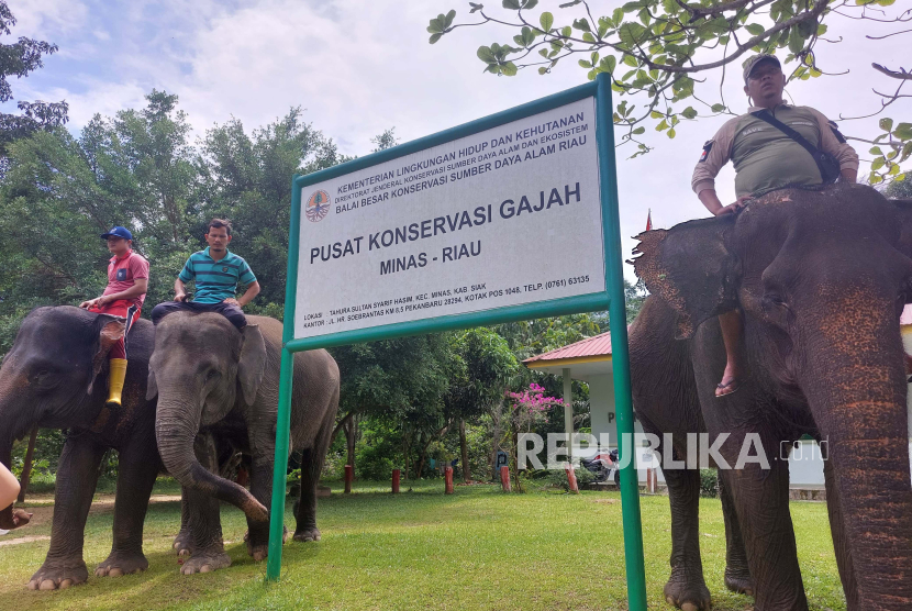 Kegiatan konservasi gajah Sumatera di Taman Hutan Rakyat Sultan Syarif Hasyim, Minas, Kabupaten Siak, Riau. Konservasi gajah ini dilakukan dengan dukungan CSR PT Pertamina Hulu Rokan - SKK Migas bersama BBKSDA Riau dan Rimba Satwa Foundation sejak tahun 2021.  