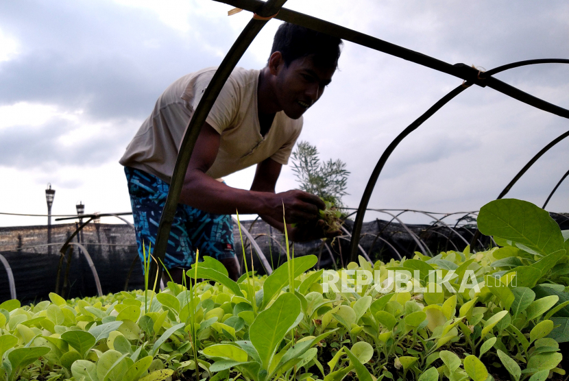 Petani memetik bibit tembakau sebelum ditanam di persawahan Desa Tuksongo, Magelang, Jawa Tengah. Pengusaha industri hasil tembakau meminta pemerintah mempertahankan cukai hasil tembakau sesuai PMK 152/2019.