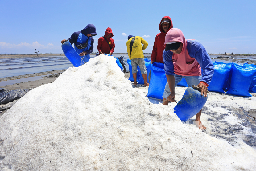 Pekerja mengumpulkan garam yang bisa dipanen. ilustrasi