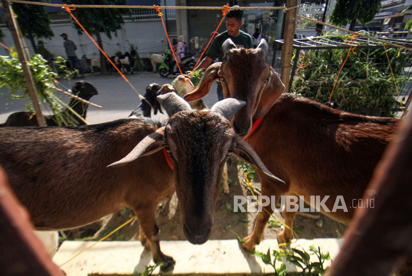Pedagang memberi pakan kambing sambil menunggu pembeli di pusat penjualan hewan kurban (ilustrasi)