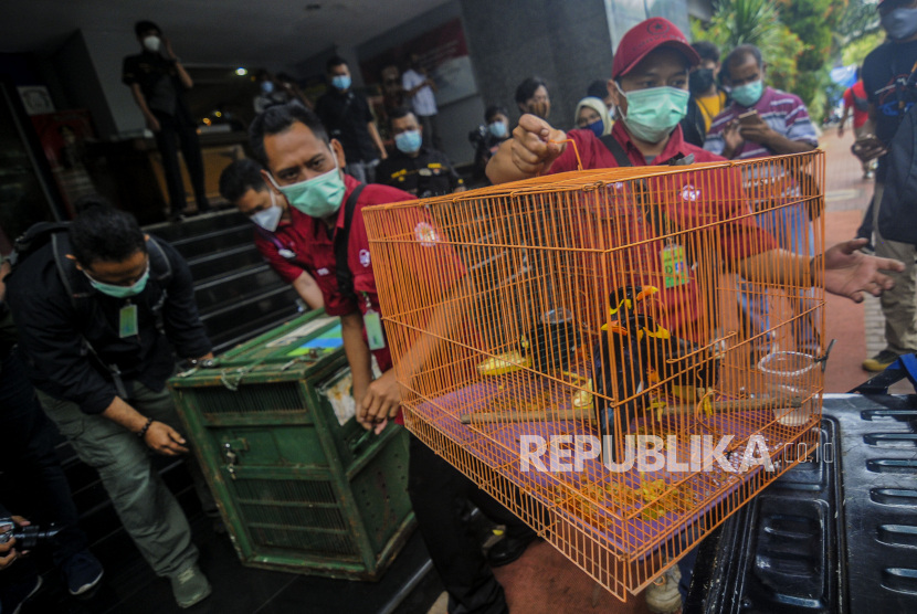 Petugas mengangkut burung beo Nias dan orang utan usai konferensi pers di Mapolda Metro Jaya, Jakarta, Kamis (28/1).