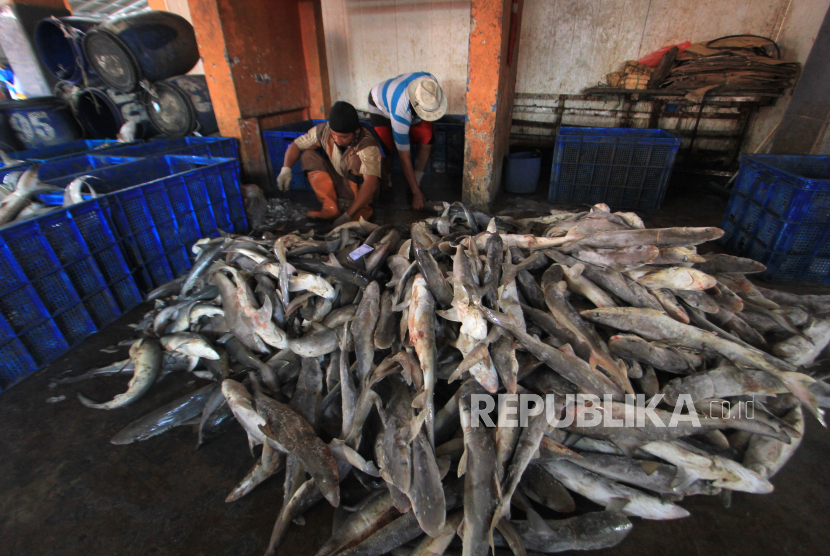 Nelayan menyiapkan ikan untuk dilelang di tempat pelelangan ikan Karangsong, Indramayu, Jawa Barat, Sabtu (11/7/2020). Sektor perikanan Indonesia ikut terdampak pandemi Covid-19.