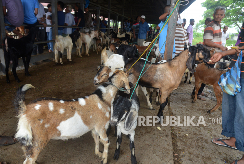 Pesantren di Jawa Barat didorong garap potensi ekonomi peternakan. Ilustrasi jual beli kambing.