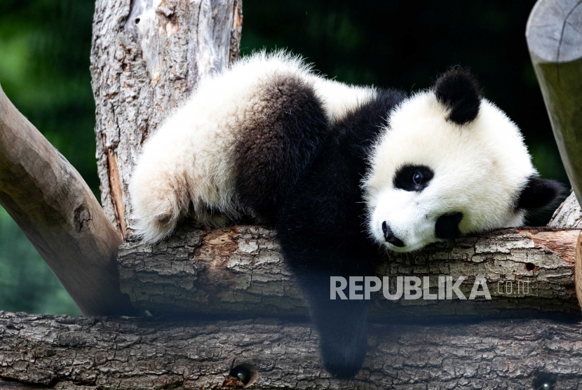 Bayi panda tidur di kandang di Kebun Binatang Berlin, Jerman, 08 Juli 2020. Panda Meng Meng raksasa melahirkan dua bayi panda pada tanggal 31 Agustus 2019, untuk ayah Jiao Qing. Meng Meng dan Jiao Qing dipinjamkan ke Tiongkok selama 15 tahun. 