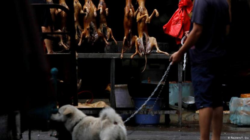 Di Tengah Wabah, Festival Daging Anjing di Cina Digelar Lagi