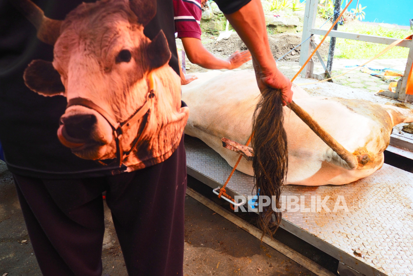 Jamaah Masjid Al Furqon Bandung menyembelih hewan kurban usai menunaikan Shalat Idul Adha di lingkungan masjid, Ahad (10/7/2022). Tahun ini warga menyembelih 13 ekor sapi dan 14 ekor kambing yang didistribusikan ke sekitar wilayah perumahan warga.