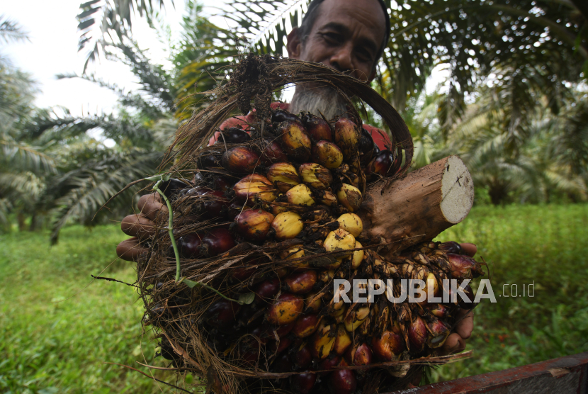 Petani memanen buah sawit di kebunnya di Desa Tibo, Kabupaten Donggala, Sulawesi Tengah, Ahad (10/9/2023). Menurut petani harga buah sawit di daerah tersebut naik dari Rp1000 per kilogram menjadi Rp1200 per kilogram.  