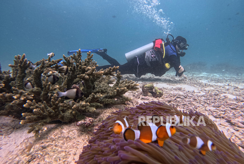 Pengunjung menyelam untuk menikmati keindahan bawah laut kawasan Pulau Rubiah, di Desa Iboih, Kota Sabang, Aceh, Ahad (10/3/2024). 