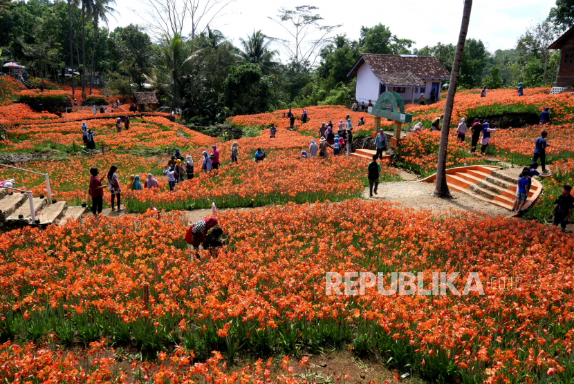 Foto: Wisata Taman Bunga Amarilis Sukadi, Pathuk, Gunungkidul, Yogyakarta.