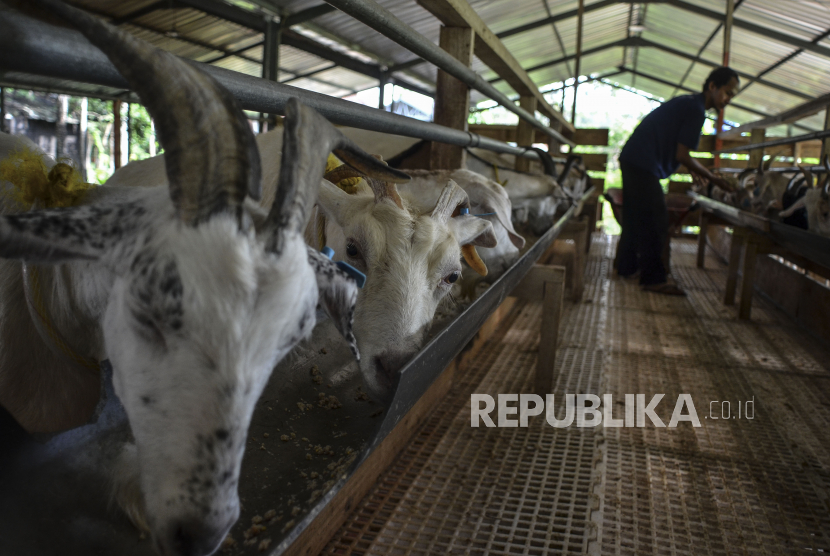 Pekerja memberikan pakan kepada kambing Sapera menggunakan alat modern di Farm House Pure Fresh, Desa Petirhilir, Kabupaten Ciamis, Jawa Barat, Kamis (25/3). Selama ini sektor industri pengolahan nonmigas masih menjadi motor penggerak roda perekonomian nasional. 