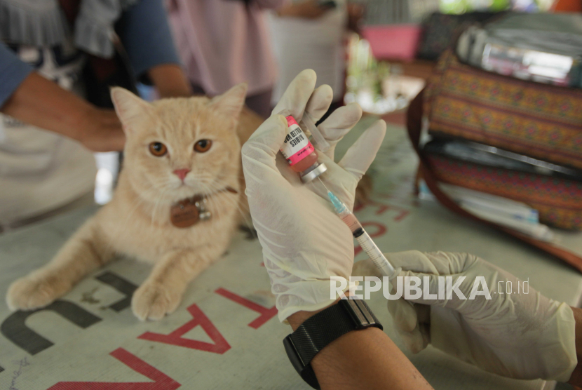 Petugas memasukan dosis vaksin rabies untuk disuntikan ke kucing, (ilustrasi)