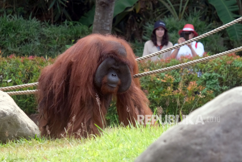 Wisatawan menyaksikan seekor orangutan jantan (Pongo pygmaeus) bernama Jacky saat akan mengambil buah-buahan yang khusus disajikan untuk merayakan ulang tahunnya ke-46 di Bali Zoo, Gianyar, Bali, Senin (4/9/2023). Kegiatan tersebut juga sekaligus sebagai kampanye konservasi Cinta Orangutan kepada masyarakat dan wisatawan.  