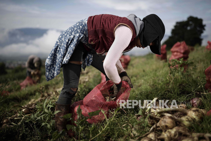  Petani bekerja di tanaman bawang merah di provinsi Cartago, Kosta Rika, 31 Agustus 2021 (dikeluarkan 1 September 2021). 