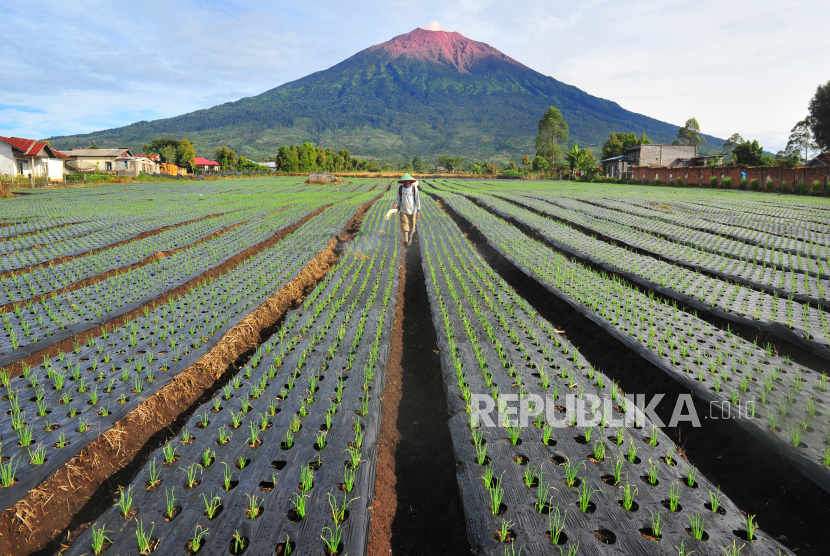 Produksi bawang merah di wilayah Jawa Timur pada Juni 2020 diprediksi turun dari potensi total pada semester I/2020 sebesar 174.516 ton. Penurunan ini disebabkan oleh penurunan lahan serta sejumlah hama di beberapa daerah.