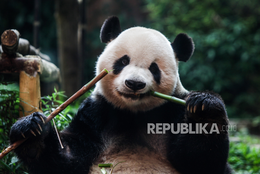 Panda bernama Cai Tao saat memakan bambu di Istana Panda Taman Safari Indonesia Bogor, Jawa Barat, Sabtu (5/8/2023). 