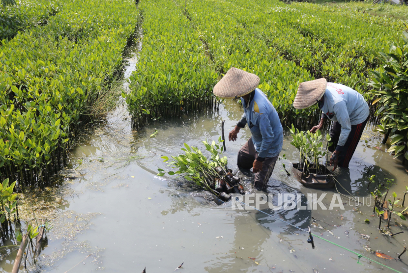 Warga memanen bibit mangrove untuk program rehabilitasi hutan mangrove di Indramayu, Jawa Barat, Rabu (22/6/2022). Pemerintah menargetkan rehabilitasi hutan mangrove lebih dari 600.000 hektar di Indonesia hingga 2024.