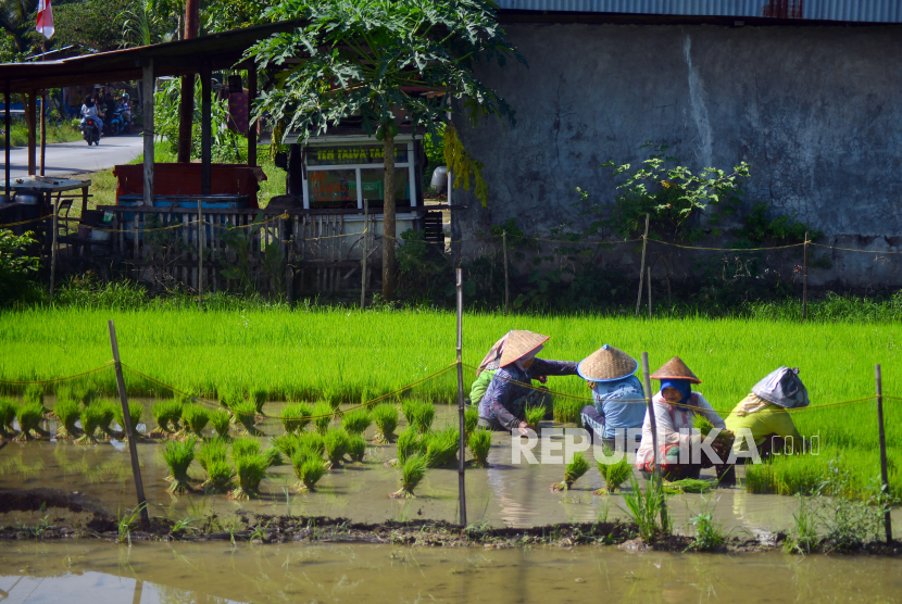 Sejumlah petani memindahkan benih padi di areal persawahan Kuranji, Padang, Sumatera Barat, Sabtu (26/8/2023). Berdasarkan data Dinas Pertanian Padang, selama tujuh tahun terakhir areal persawahan di kota itu terus mengalami penyusutan sebanyak 1.218 ha, yakni dari 6.418 ha menjadi 5.200 ha pada tahun 2023 seiring dengan bertambahnya jumlah penduduk yang kemudian berimbas pada alih fungsi lahan sawah menjadi perumahan atau permukiman. 