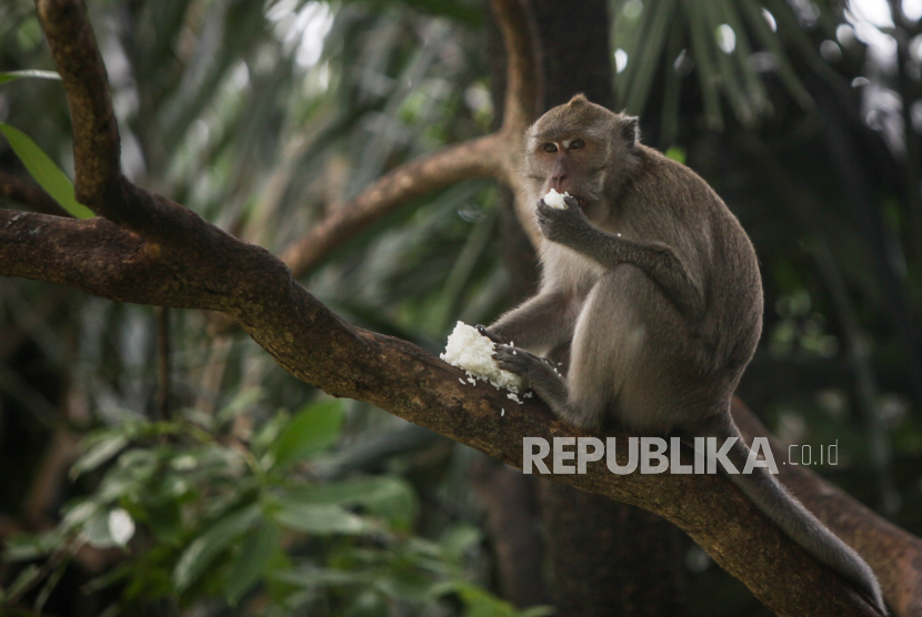 Seekor monyet ekor panjang (Macaca fascicularis) 