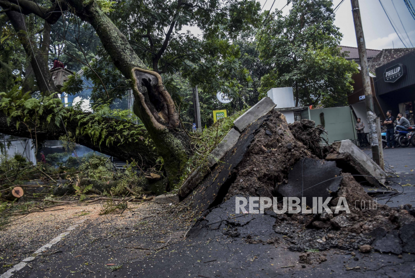 Warga melihat kondisi pohon yang tumbang di Jalan Maulana Yusuf, Bandung Wetan, Kota Bandung, Rabu (5/10/2022). Pemkot Bandung melakukan pemangkasan untuk mengantisipasi pohon tumbang.