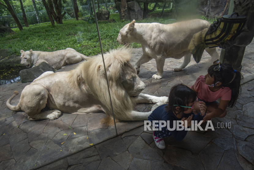 Wisatawan mengamati singa putih (Panthera leo) koleksi kebun binatang Fauna Land di Ancol, Jakarta, Sabtu (19/12/2020). Fauna Land yang memiliki koleksi sejumlah binatang langka di dunia, seperti singa putih, kera putih, kanguru putih, dan sejumlah hewan langka lainnya itu menjadi salah satu destinasi di Ancol yang dibuka untuk umum saat liburan sekolah dan akhir tahun dengan menerapkan protokol kesehatan ketat untuk mencegah penularan COVID-19. 