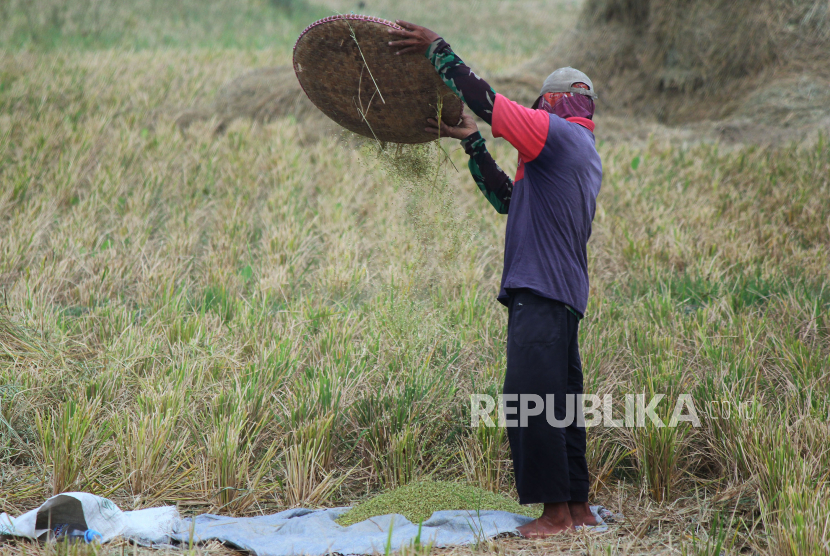 Sejumlah penduduk memisahkan jerami dan bulir gabah sisa panen di lahan persawahan kawasan Gedebage, Kota Bandung, Jawa Barat, Senin (9/10/2023).