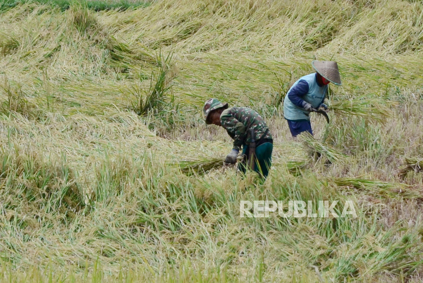Petani memanen padi yang rebah akibat cuaca buruk di Kecamatan Rajapolah, Kabupaten Tasikmalaya, belum lama ini. Petani berharap pemerintah mempertimbangkan rencana impor beras di awal tahun ini, dikhawatirkan akan membuat harga gabah ditingkat petani anjlok.
