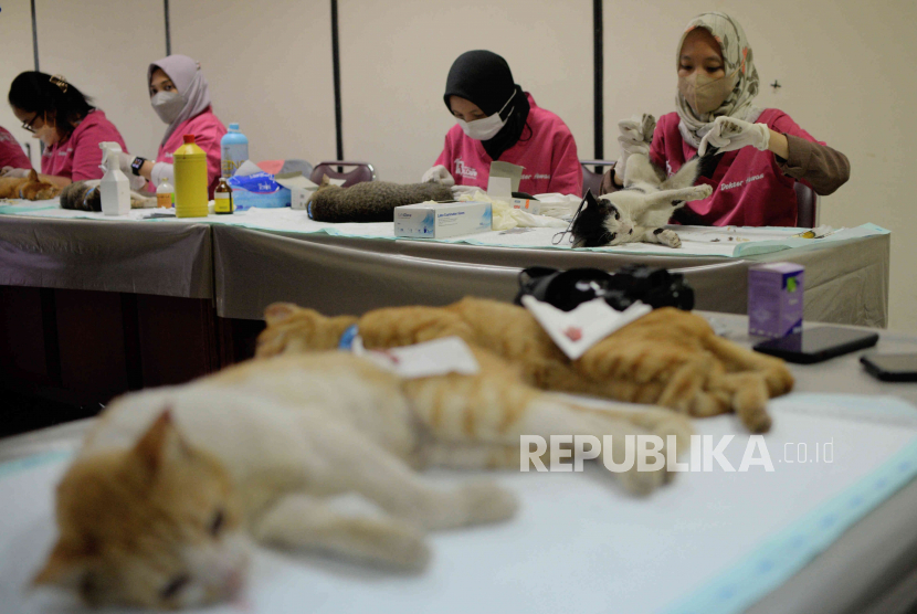 Petugas melakukan sterilisasi kucing liar (ilustrasi)